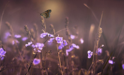 下肢静脈瘤の手術後の診察と経過
